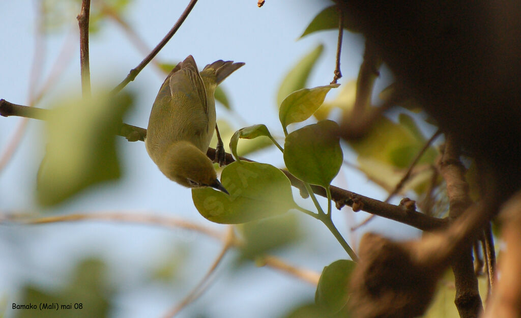 Northern Yellow White-eyeadult