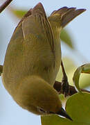 Northern Yellow White-eye