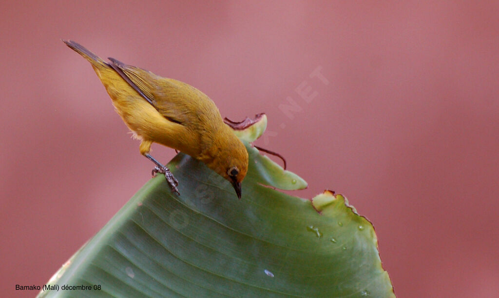 Northern Yellow White-eye