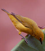 Northern Yellow White-eye