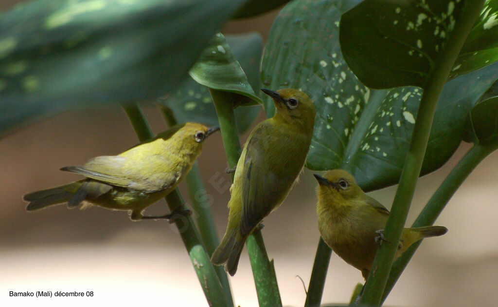 Northern Yellow White-eye