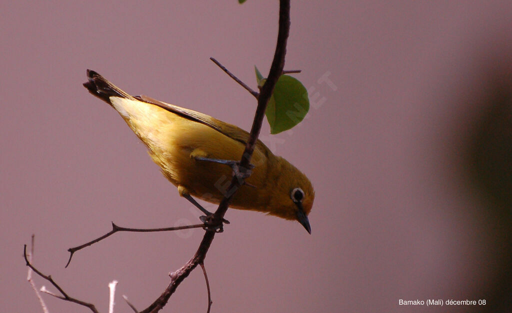 Northern Yellow White-eye