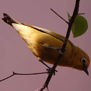 Northern Yellow White-eye