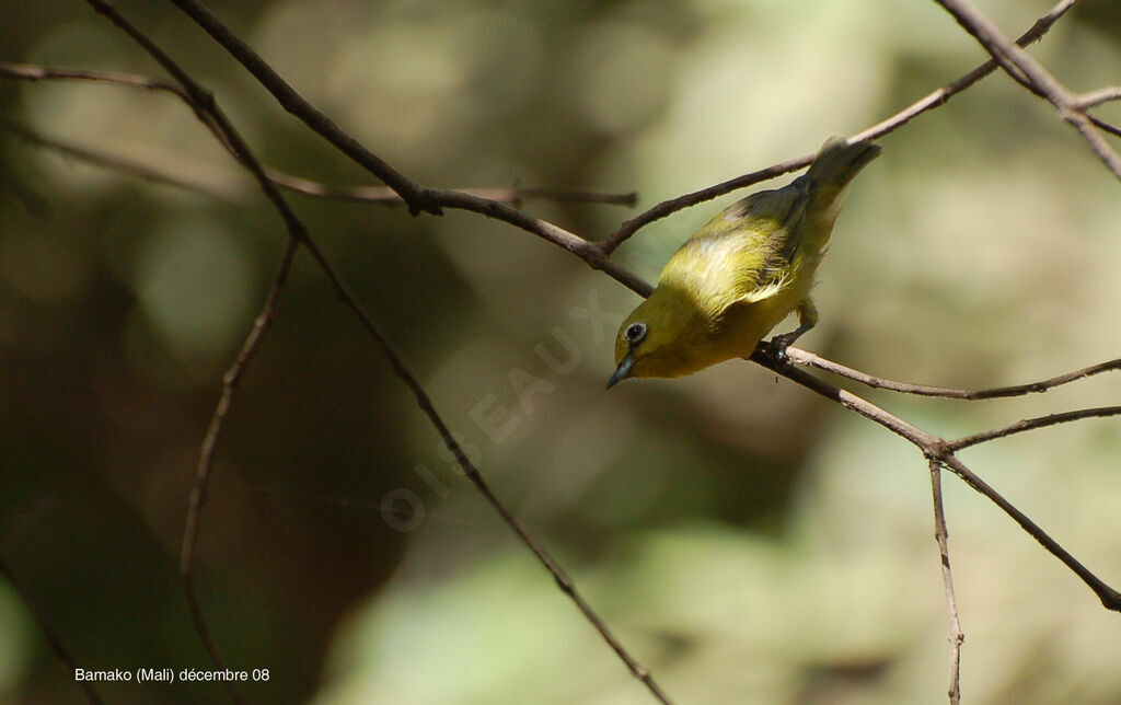 Northern Yellow White-eye