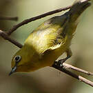 Zostérops jaune