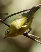 Northern Yellow White-eye