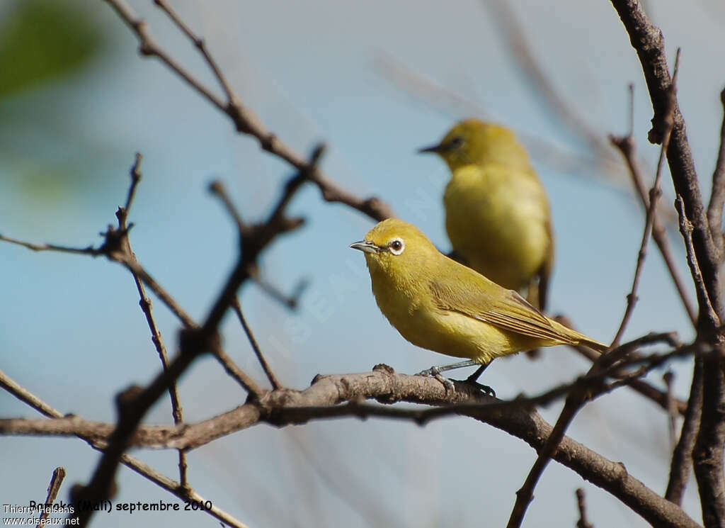 Northern Yellow White-eyeadult, identification