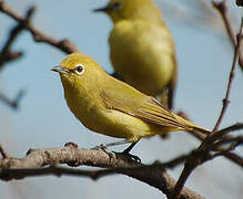 Northern Yellow White-eye