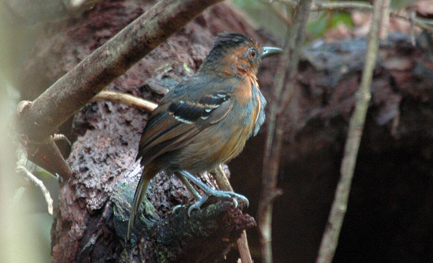 Black-headed Antbird male immature