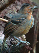 Black-headed Antbird