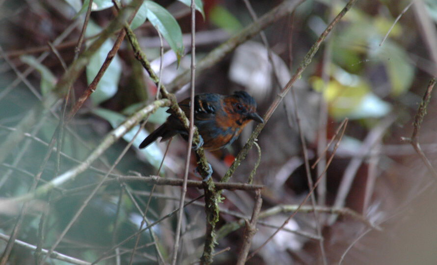 Black-headed Antbird male immature