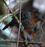 Black-headed Antbird