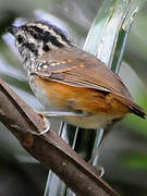 Guianan Warbling Antbird