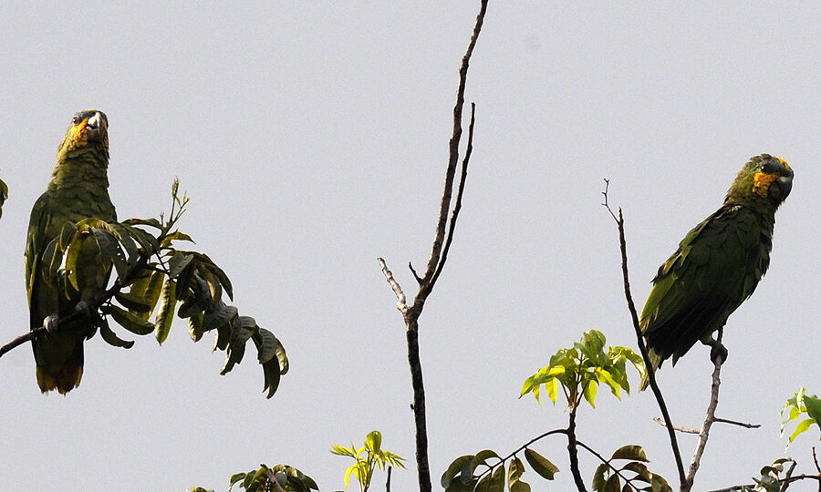 Orange-winged Amazon