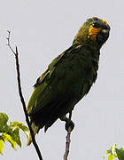 Orange-winged Amazon