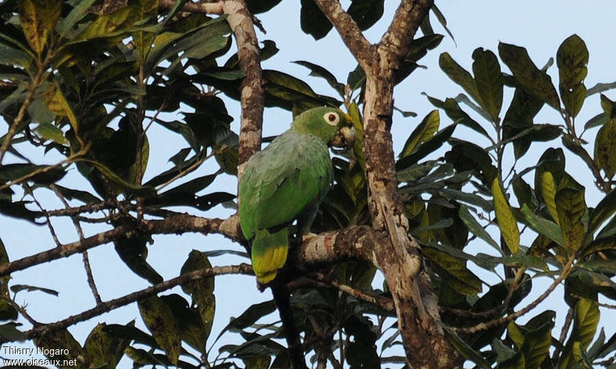 Mealy Amazonadult, identification