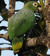 Southern Mealy Amazon