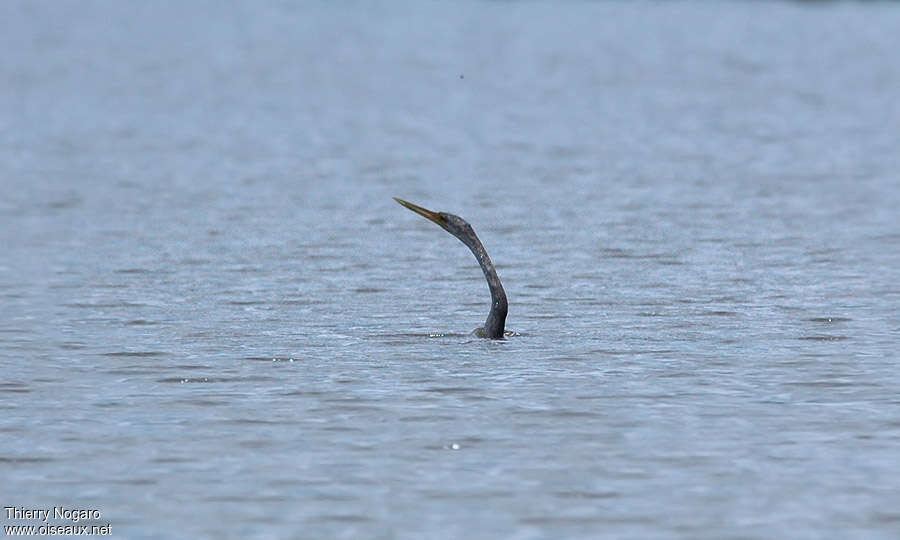 Anhinga, swimming, fishing/hunting