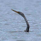 Anhinga d'Amérique