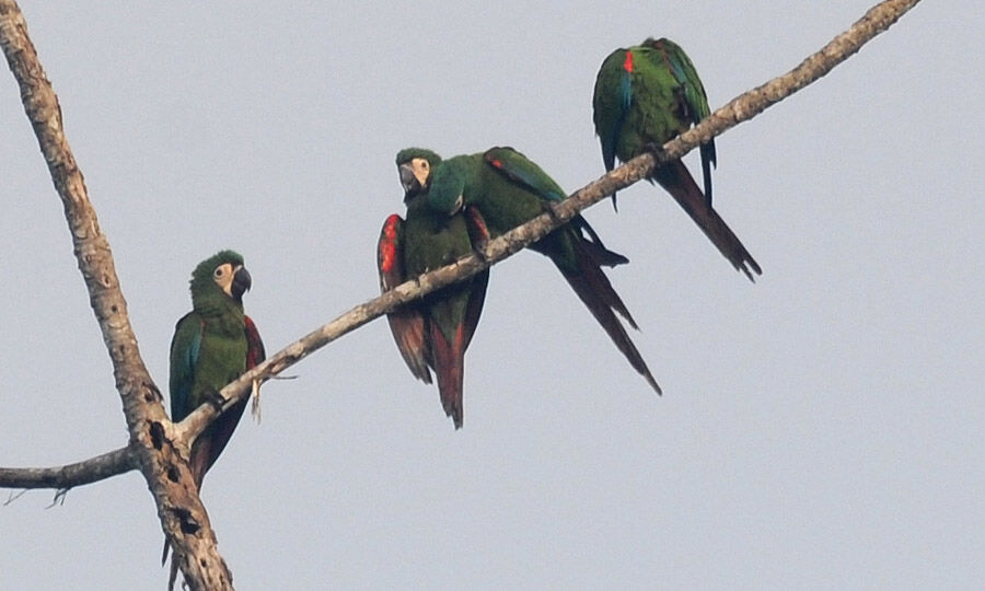 Chestnut-fronted Macaw