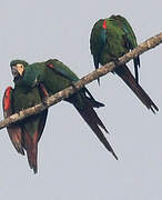 Chestnut-fronted Macaw