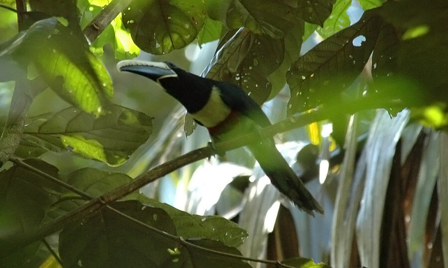 Black-necked Aracari