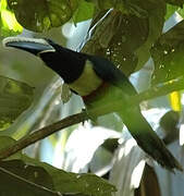 Black-necked Aracari