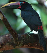 Green Aracari