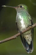 Glittering-throated Emerald