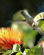 Glittering-throated Emerald