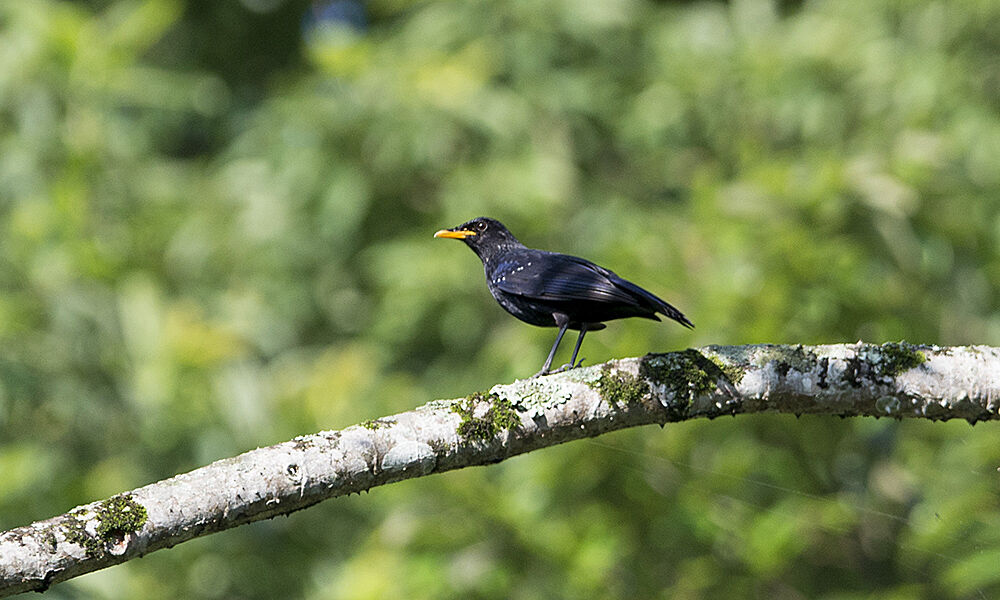 Blue Whistling Thrush