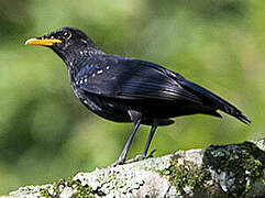 Blue Whistling Thrush