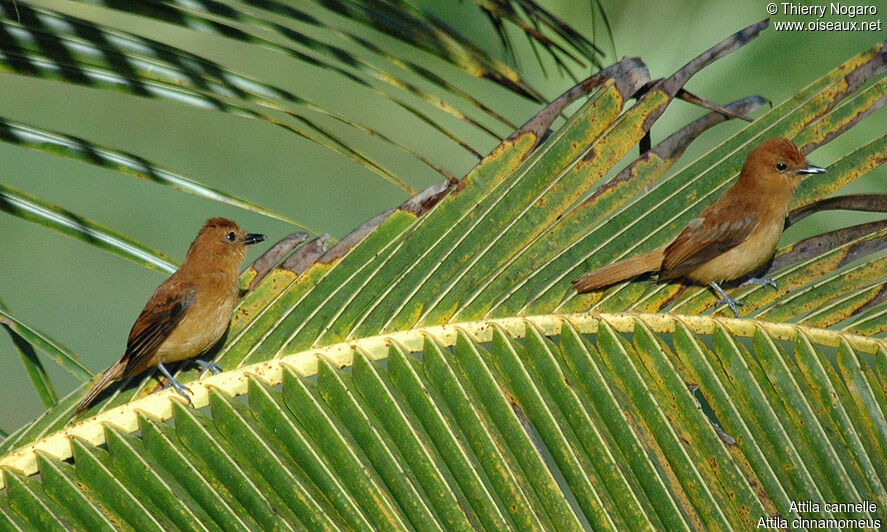 Cinnamon Attilaadult