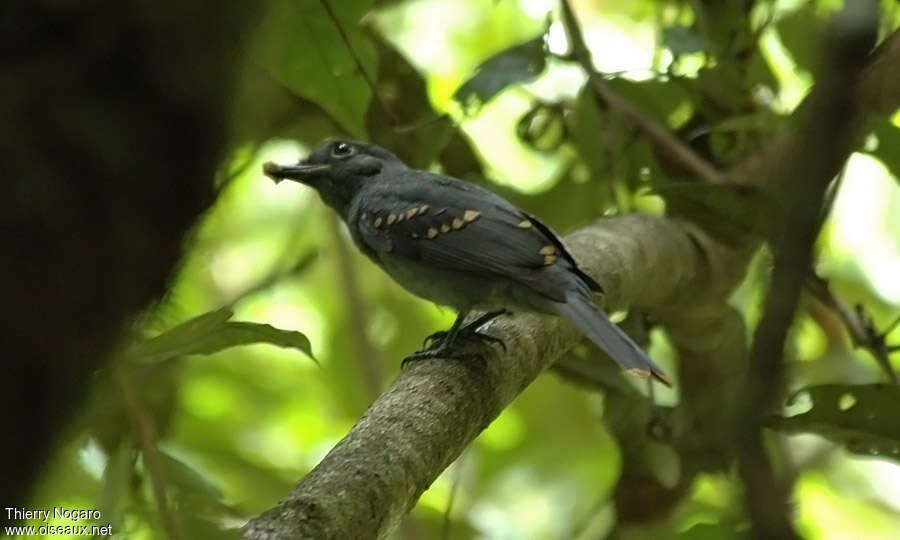 Cinereous Mourneradult, identification