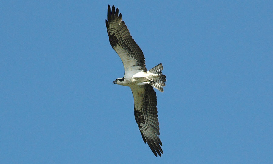 Balbuzard pêcheur