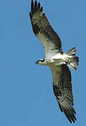 Western Osprey