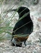 Swallow-winged Puffbird