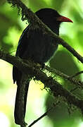 Black Nunbird