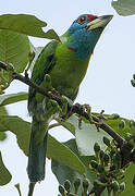 Blue-throated Barbet