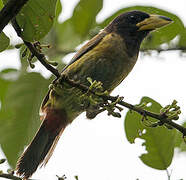 Great Barbet