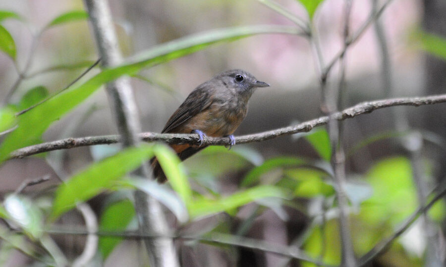 Dusky-throated Antshrike female