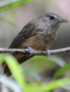 Dusky-throated Antshrike