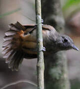 Dusky-throated Antshrike