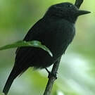 Batara cendré