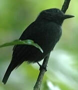 Cinereous Antshrike