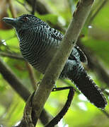 Fasciated Antshrike