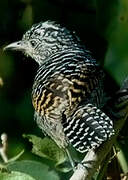 Barred Antshrike