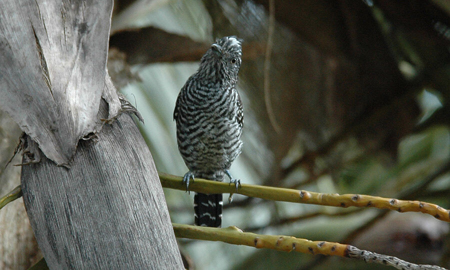 Barred Antshrike