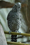 Barred Antshrike