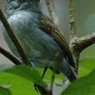 Batara souris